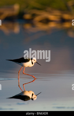 Trauerschnäpper Stelzenläufer Himantopus Himantopus Leucocephalus Fütterung Stockfoto