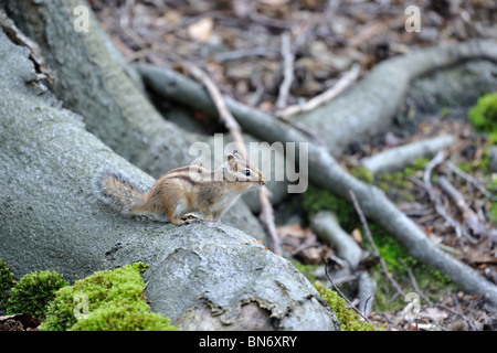 Wilden sibirischen Streifenhörnchen (Tamias Sibiricus) auf eine große Wurzel Stockfoto