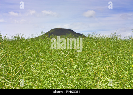 Raps nahe Eildon Hills im Tal Flusses Tweed, Scottish Borders. Stockfoto