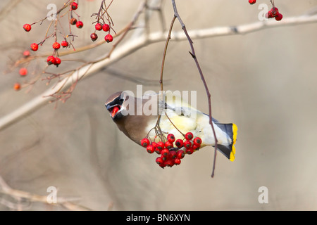 Erwachsene Zeder Seidenschwanz Essen Weißdornbeeren beim Schwingen von einem Zweig Stockfoto