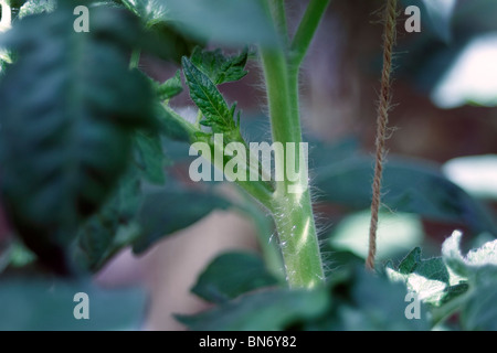 Junge (Solanum Lycopersicum) Tomatenpflanze wird in einem Gewächshaus in einer Gro-Tasche auch bekannt als die Liebe Apple. Die Seite schießen Stockfoto