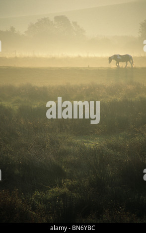 Ein Pferd am Ufer des Flusses Cuckmere in der South Downs National Park, East Sussex, England. Stockfoto