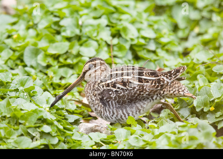 Wilson's Snipe Fütterung in einem Moor Stockfoto