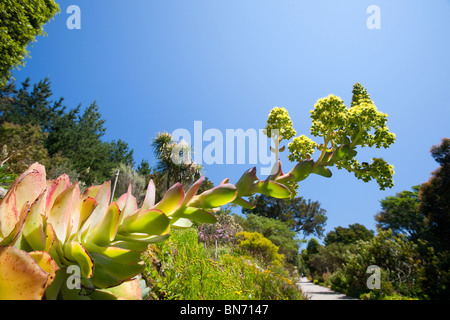 Tropische Pflanzen wachsen in den Klostergarten, Tresco, Scilly durch den Golfstrom. Stockfoto