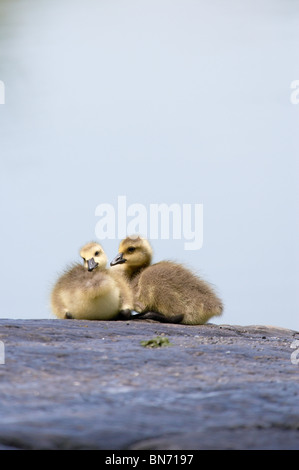 Kanada-Gans Gosling auf einem Felsen sitzen Stockfoto