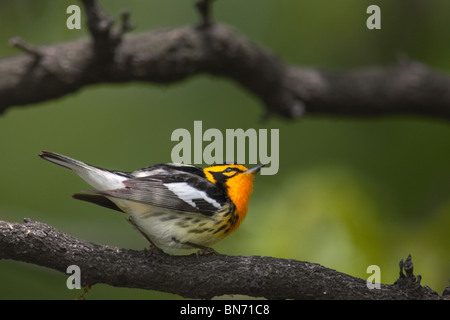 Erwachsene männliche Blackburnian Warbler thront in einem Baum Stockfoto