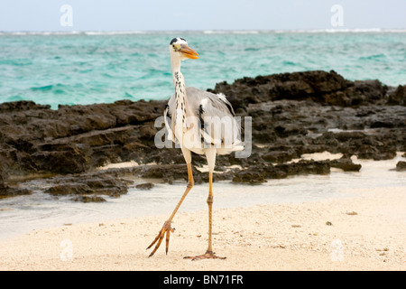 Großer Reiher zu Fuß an einem Strand auf den Malediven Stockfoto