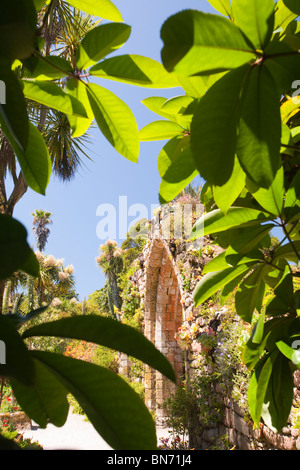 Tropische Pflanzen wachsen in den Klostergarten, Tresco, Scilly durch den Golfstrom. Stockfoto