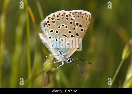 Weibliche große blaue Schmetterling (Maculinea Arion), Collard Hill, Somerset, England, UK Stockfoto