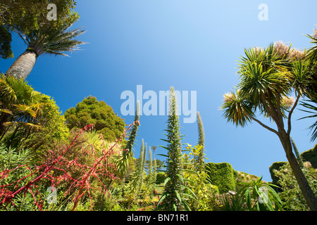 Tropische Pflanzen wachsen in den Klostergarten, Tresco, Scilly durch den Golfstrom. Stockfoto