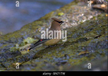 Erwachsene Zeder Seidenschwanz Baden Stockfoto