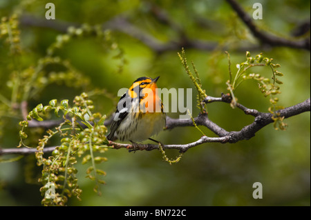 Erwachsene männliche Blackburnian Warbler thront in einem Baum Stockfoto