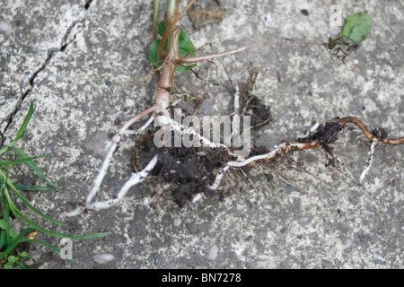 Boden ältere, Aegopodium Podagraria andere Namen: Bischof es Unkraut, Goutweed, Goutwort, Ziege-Kraut, Herb Gerard, Garten Pest, Snow-on-the-mountain, Jack-Sprung-über. Staude, Verbreitung hauptsächlich durch unterirdisch kriechenden Stengel. Die Wurzeln bilden in der Regel ein Netz knapp unterhalb der Oberfläche, so dass sie ganz leicht ausgegraben werden. Jedoch muss jeder letzte Spur entfernt werden, da jede kleine Fragmente regenerieren werden. Deshalb dieses Unkraut ist sehr schwer zu beseitigen, wie es in der Regel unter anderen Pflanzen wächst. Stockfoto