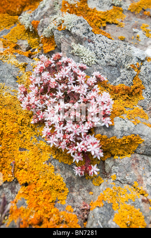 Englische Fetthenne (Sedum Anglicum) und Flechten wachsen auf einem Felsen in der Nähe von St Just, Cornwall, UK. Stockfoto