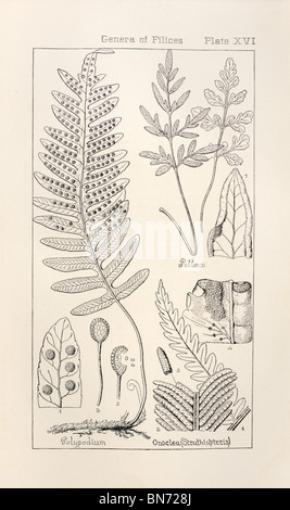 Botanischen Drucken aus Handbuch der Botanik der nördlichen USA, Asa Gray, 1889. Platte XVI, Gattungen der Filices. Stockfoto