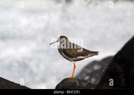 Gemeinsamen Rotschenkel Vogel Porträt Meer auf einem Felsen gegen Meer Backgroud stehend Stockfoto