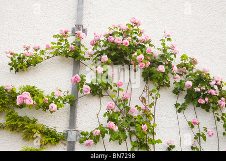 Eine alte englische rose wächst auf Blackwell Haus, Bowness auf Windermere, Cumbria, England. Stockfoto