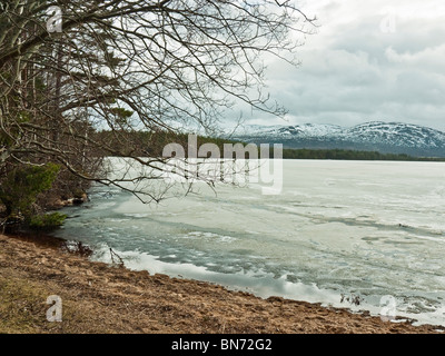 Loch-Garten in der Nähe von Aviemore eingefroren im Winter Schottland, UK Stockfoto