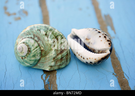 blau-grüne Meer Bodenschale aus Holz Strand im Sommer sand Stockfoto