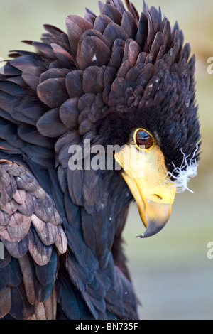 Nahaufnahme der Kopf eines jungen Sie Eagle (Terathopius ecaudatus) im Profil Stockfoto