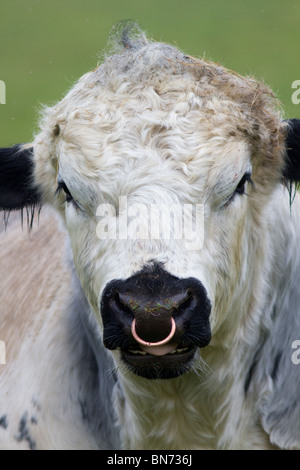 Britische White Bull mit Ring durch die Nase. UK Stockfoto