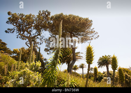 Tropische Pflanzen wachsen in den Klostergarten, Tresco, Scilly durch den Golfstrom. Stockfoto