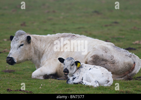 Junge britische Weißes Kalb mit seiner Mutter liegen in Sussex. Großbritannien Stockfoto