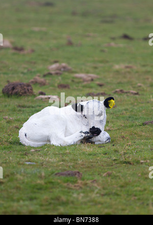 Einem einzigen britischen Weißen Kalb in Feld in Sussex, UK Stockfoto