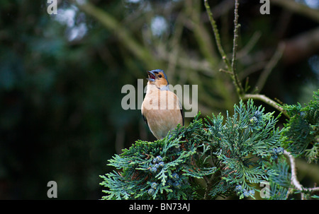 Ein einzelnes Männchen Buchfink (Fringilla coelebs) singen auf den Ästen eines Nadelbaumbaum. Stockfoto