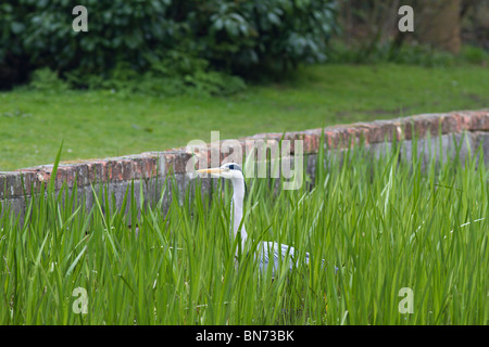 Graureiher (Ardea cinerea) Fischen im Gartenteich in Sussex, UK Stockfoto