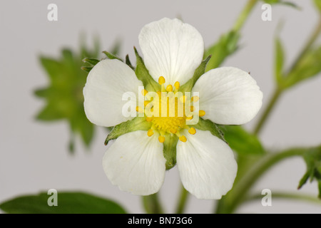 Wilde Erdbeeren (Fragaria Vesca) Blume zeigt Blütenblätter, Kelch und Blätter auf einem weißen Hintergrund Stockfoto