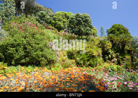 Tropische Pflanzen wachsen in den Klostergarten, Tresco, Scilly durch den Golfstrom. Stockfoto