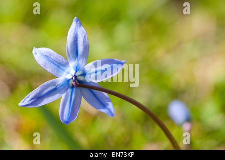 Blaustern von hinten Stockfoto