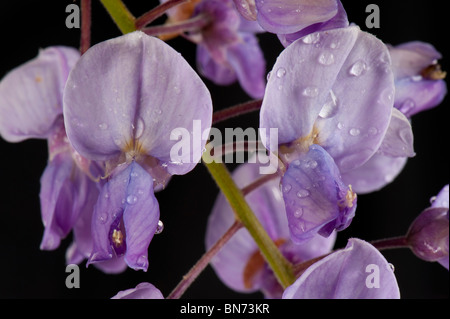 Wisteria (Wisteria Floribunda) lila & lila Blumen vor schwarzem Hintergrund Stockfoto