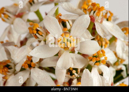 Mexikanische Orangenblüten (Choisya Ternata) Blumen Stockfoto