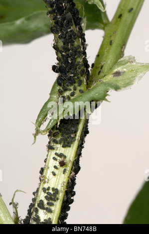 Befall von schwarzen Bohnen Blattläuse (Aphis Fabae) auf einem Bohnen-Stiel Stockfoto