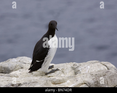 Guillemot Stockfoto