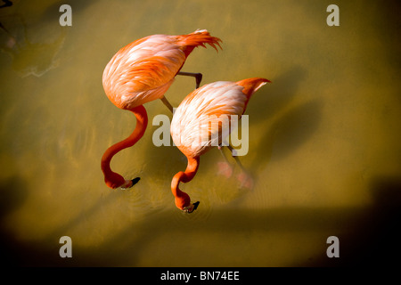 Zwei Flamingos Essen aus dem Wasser. Stockfoto