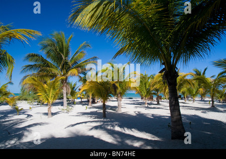 Palmen Sie am weißen Sandstrand, Isla Holbox, Bundesstaat Quintana Roo, Mexiko. Stockfoto