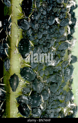 Befall von schwarzen Bohnen Blattläuse (Aphis Fabae) auf einem Bohnen-Stiel Stockfoto