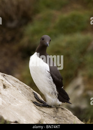 Guillemot Stockfoto