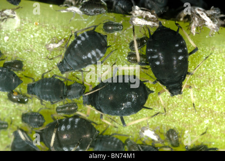 Schwarze Bohne Blattläuse (Aphis Fabae) auf einem Bohnen-Stiel Stockfoto