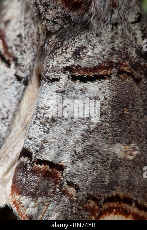 Nahaufnahme von Buff Tipp Phalera Bucephala zeigt Flügel detail Stockfoto