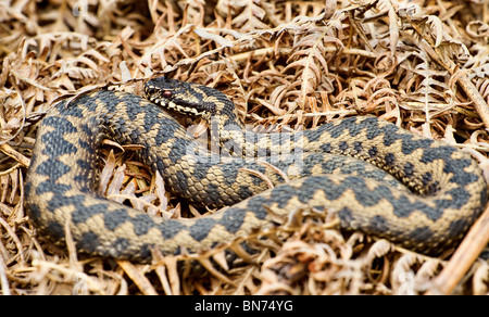 Ein einziges Weibchen Gemeinsamen Europäischen Kreuzotter (Vipera berus) Sonnenbaden auf den goldenen Bracken in der frühen Morgensonne in Großbritannien Stockfoto