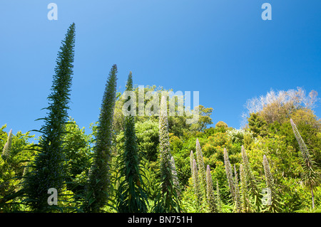 Tropische Pflanzen wachsen in den Klostergarten, Tresco, Scilly durch den Golfstrom. Stockfoto