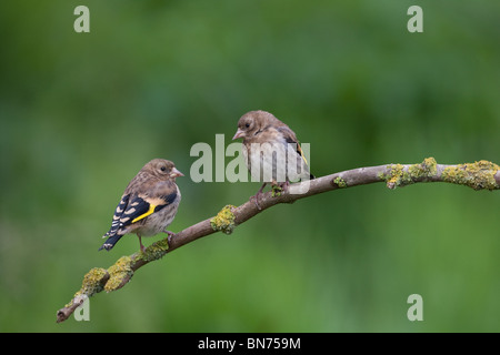 Stieglitz Zuchtjahr Zuchtjahr Jungtiere thront auf Zweig Stockfoto