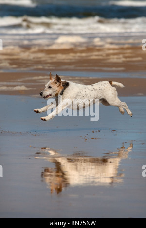 Jack Russell Terrier läuft am Cromer Beach an der North Norfolk Küste Stockfoto