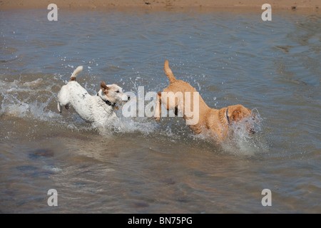 Yellow Labrador Puppy und Jack Russell Terrier laufen am Cromer Beach an der North Norfolk Küste Stockfoto