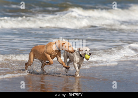 Yellow Labrador Puppy und Jack Russell Terrier laufen am Cromer Beach an der North Norfolk Küste Stockfoto