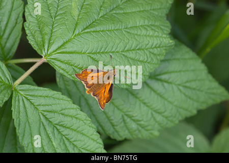 Großen Skipper Ochlodes Venata ruhen Stockfoto